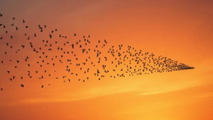 A large flock of birds flies in formation against a stunning orange sunset sky, creating a dynamic and serene natural scene.